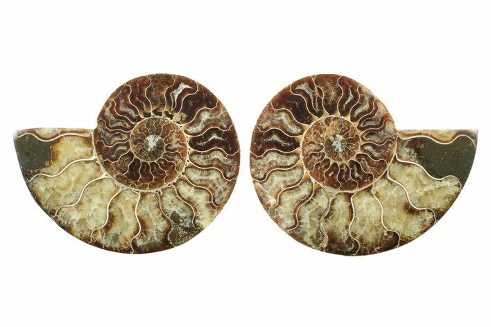 Cut & Polished, Agatized Ammonite Fossil - Madagascar #240937